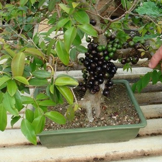 Nho thân gỗ tứ quý quả to giống mới - gửi cây như hình 2