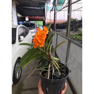 Hoả Hoàng Cam lửa ghép bảng gỗ