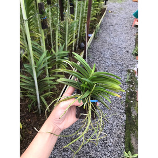 Hoả Hoàng Cam lửa ghép bảng gỗ