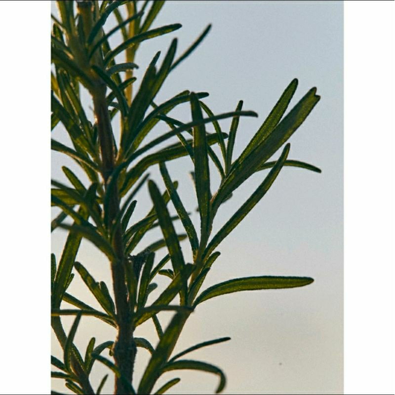 Xịt dưỡng Hương Thảo CHỐNG RỤNG TÓC + KÍCH THÍCH MỌC TÓC Aromatica Rosemary Active V Anti-Hair Loss Tonic 100ml