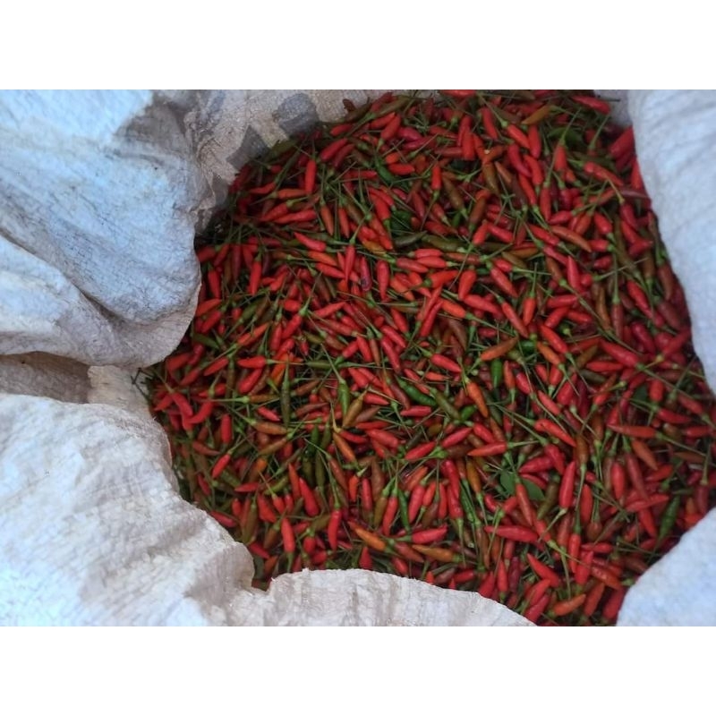 500g ớt thóc tây bắc cay ngon