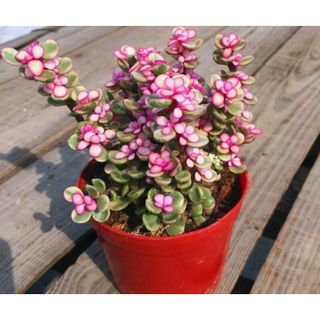 Sen đá đô la hồng sunny garden xinh xắn dễ chăm sóc
