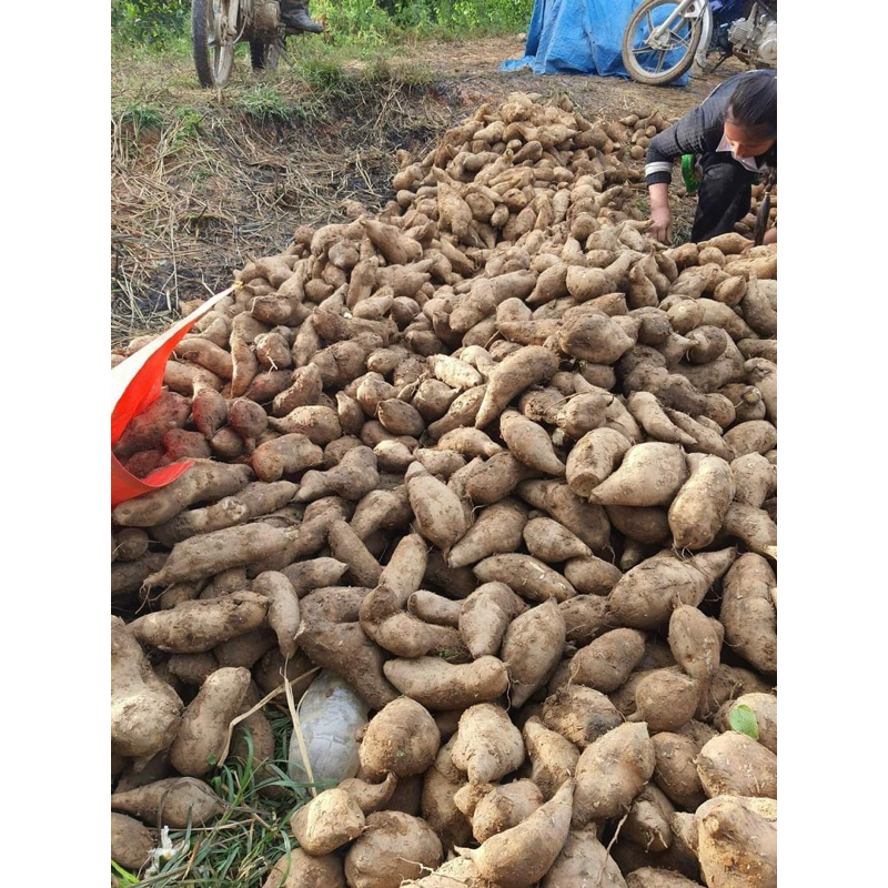 Combo 4kg KHOAI SÂM ĐẤT ăn sống