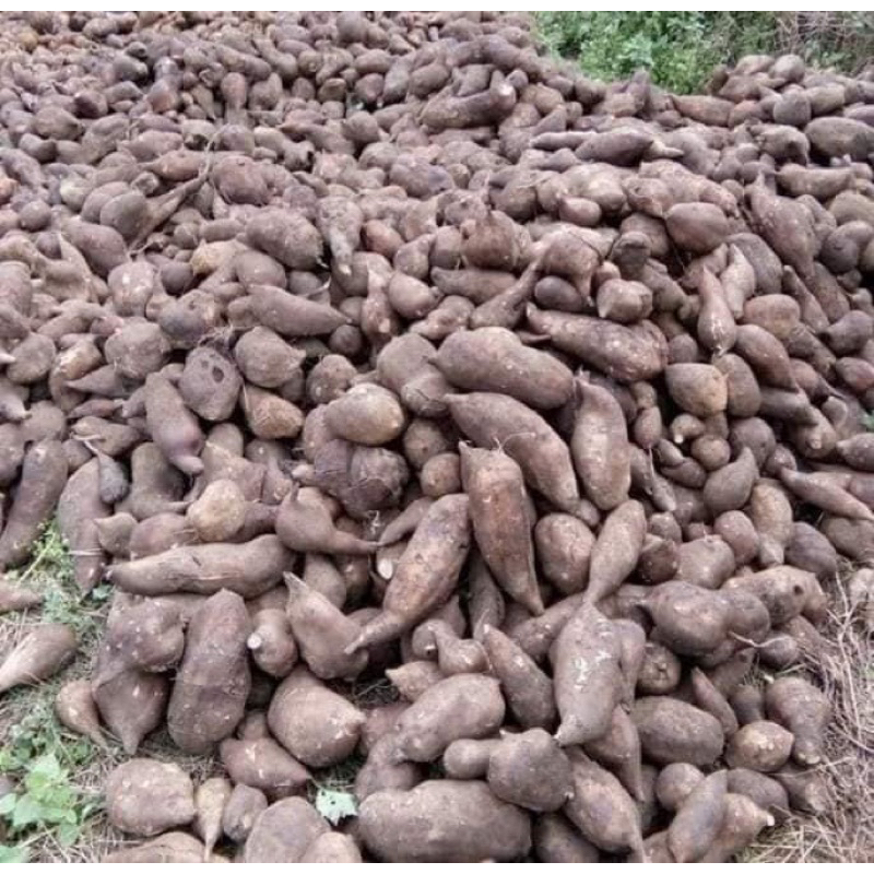 Combo 4kg KHOAI SÂM ĐẤT ăn sống