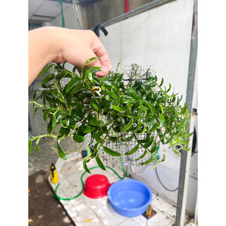 Ráy dây leo thuỷ sinh