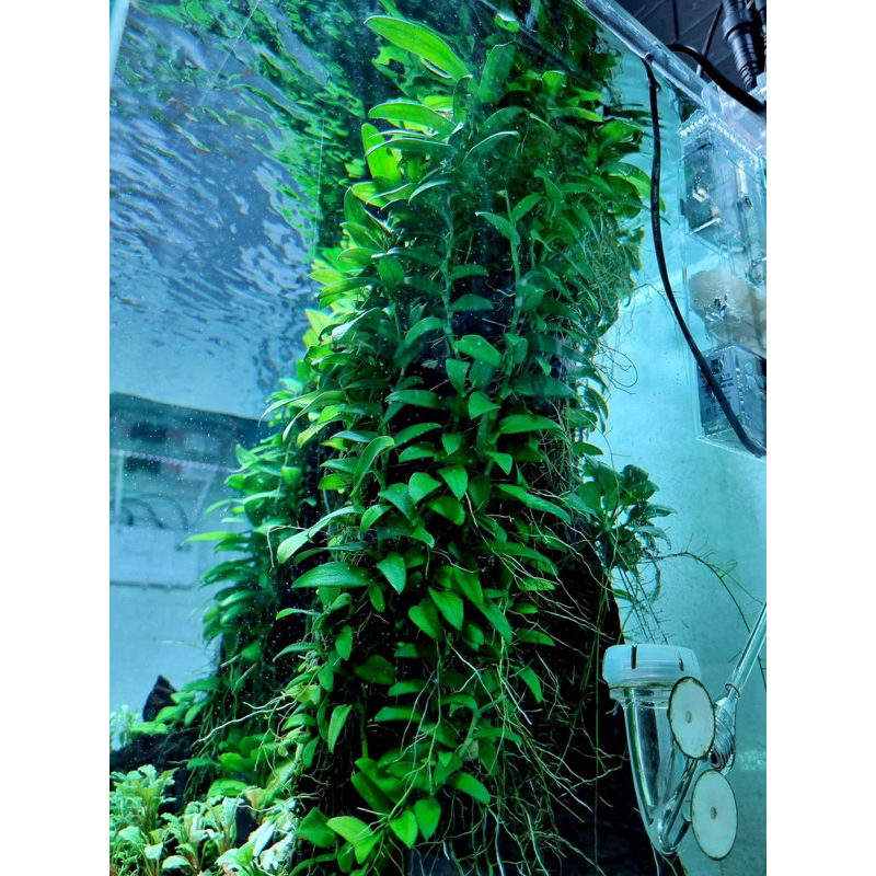 RÁY DÂY LEO THUỶ SINH