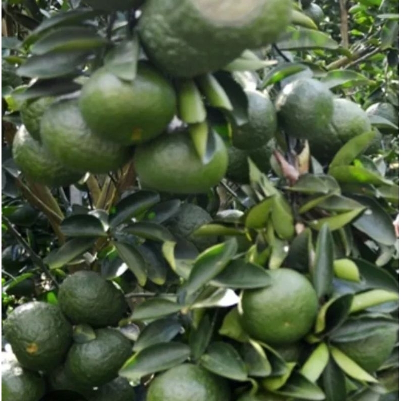 CÂY GIỐNG CAM SÀNH