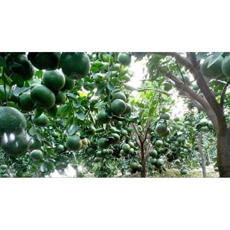 CÂY GIỐNG CAM SÀNH