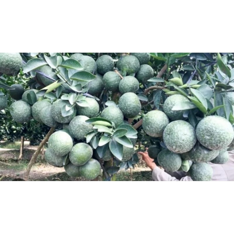 CÂY GIỐNG CAM SÀNH