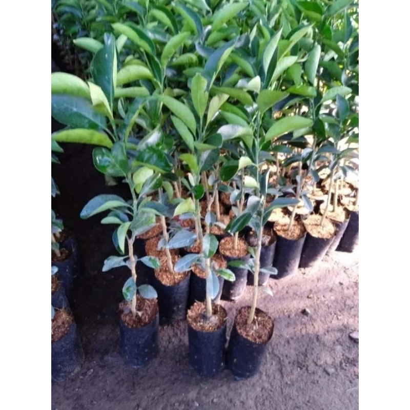 CÂY GIỐNG CAM SÀNH