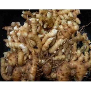 Gừng Gió Mọc lâu năm tự nhiên ở núi rừng 1kg