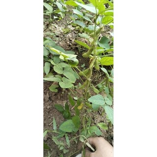 Com bo gạo nếp lạc