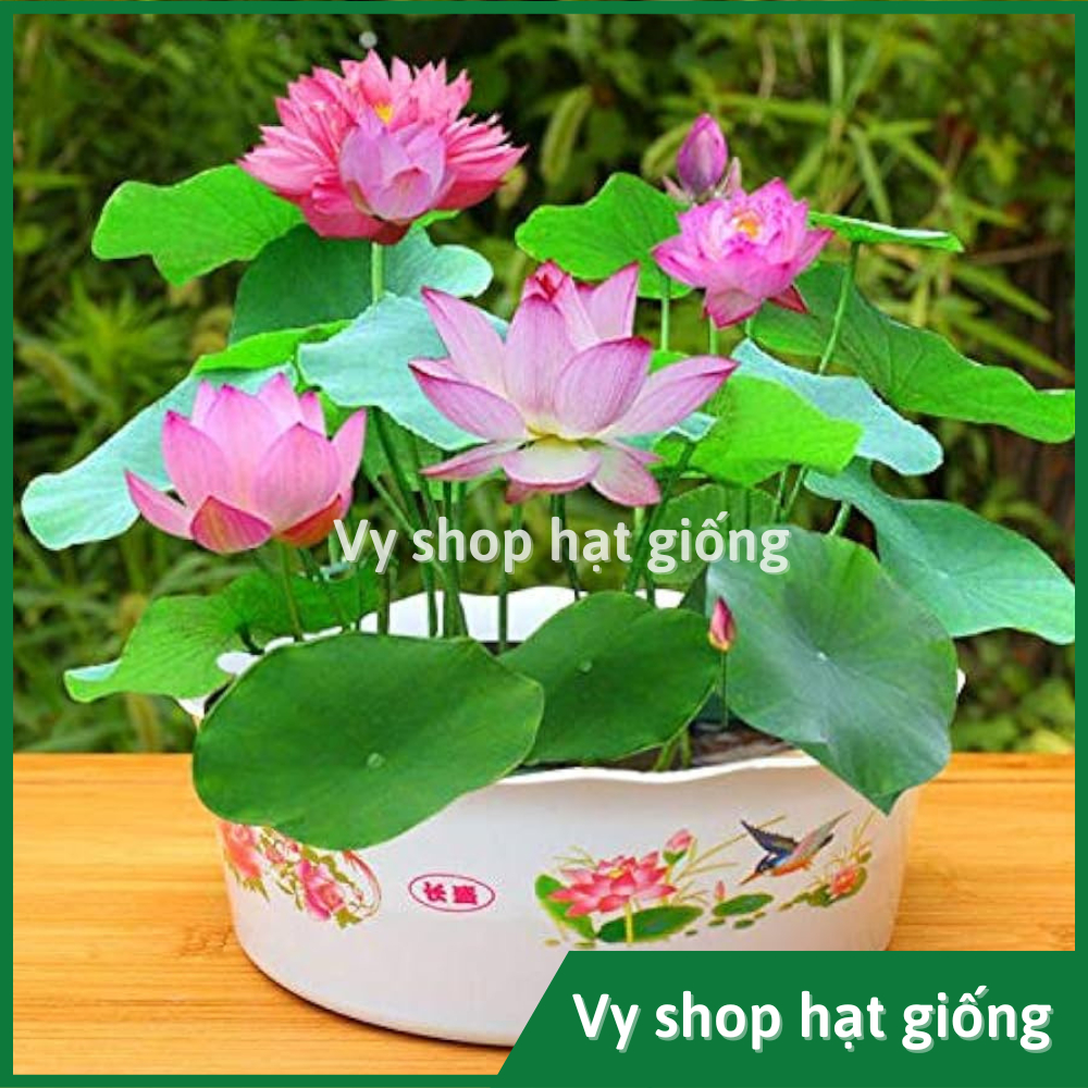 Hạt giống hoa sen mini màu hồng - gói 5 hạt nguyên bao bì nhập khẩu