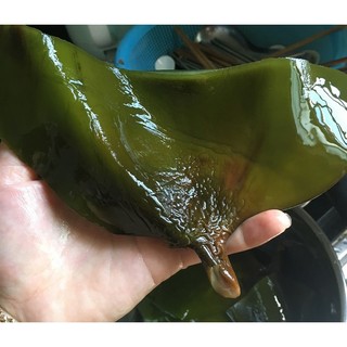 Đầu  Tảo Bẹ Khô Điệp Sơn