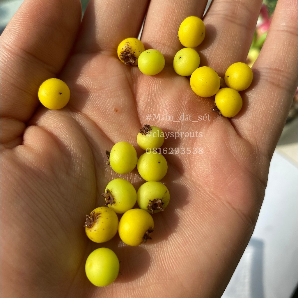 Mô hình trái thị sáp mini cho nhà búp bê từ đất sét tỉ lệ 1/6 - Mầm Đất Sét