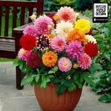 50 hạt giống hoa cúc thược dược lùn mix màu