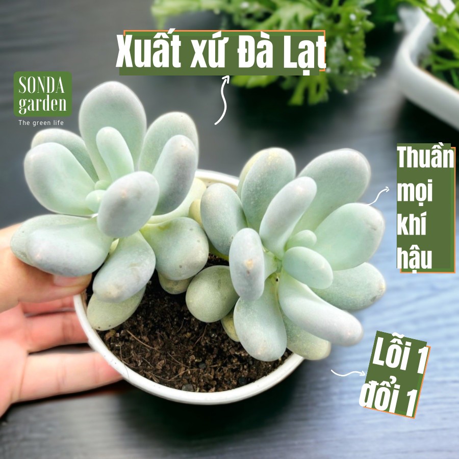 Sen đá sỏi mập SONDA GARDEN size trung bình 10cm, cây cảnh trang trí nhà cửa, lỗi 1 đổi 1