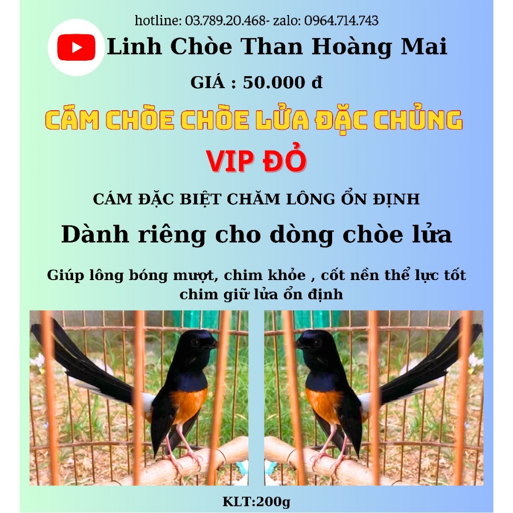 (CÁM CHÒE LỬA VIP ĐỎ) LINH CHÒE THAN HOÀNG MAI