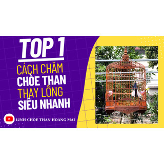 (CÁM CHÒE ĐẤT VIP ĐEN) LINH CHÒE THAN HOÀNG MAI