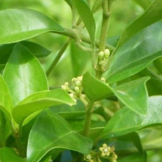 Cây thìa canh giống chuẩn ươm sẵn trong bầu