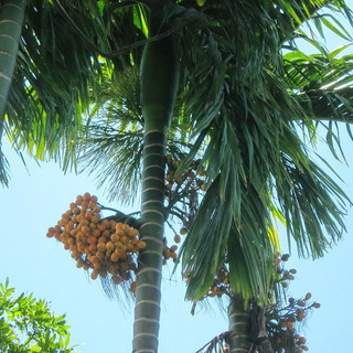 Cau TỨ QUÝ thu hoạch quanh năm