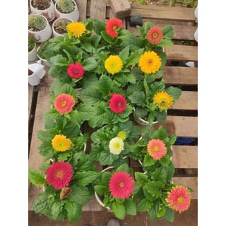 10 Bầu Hoa đồng tiền lùn sai nụ hoa 🌼🌼🌼
