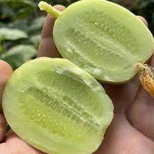 10 hạt giống dưa chuột ngọc nữ chịu nhiệt