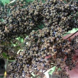 100g hạt mak khén - anan đặc sản tây bắc