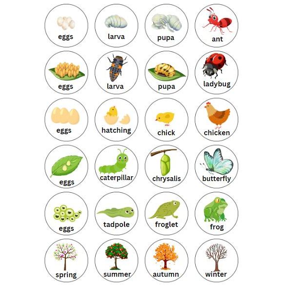 Trò Chơi Vòng Đời Các Loài Sinh Vật, Bộ Kit Khám Phá Thế Giới Tự Nhiên, Dành Cho Bé 5+