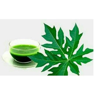 Lá đu đủ tươi 0.5kg- 1kg khách đặt mới hái