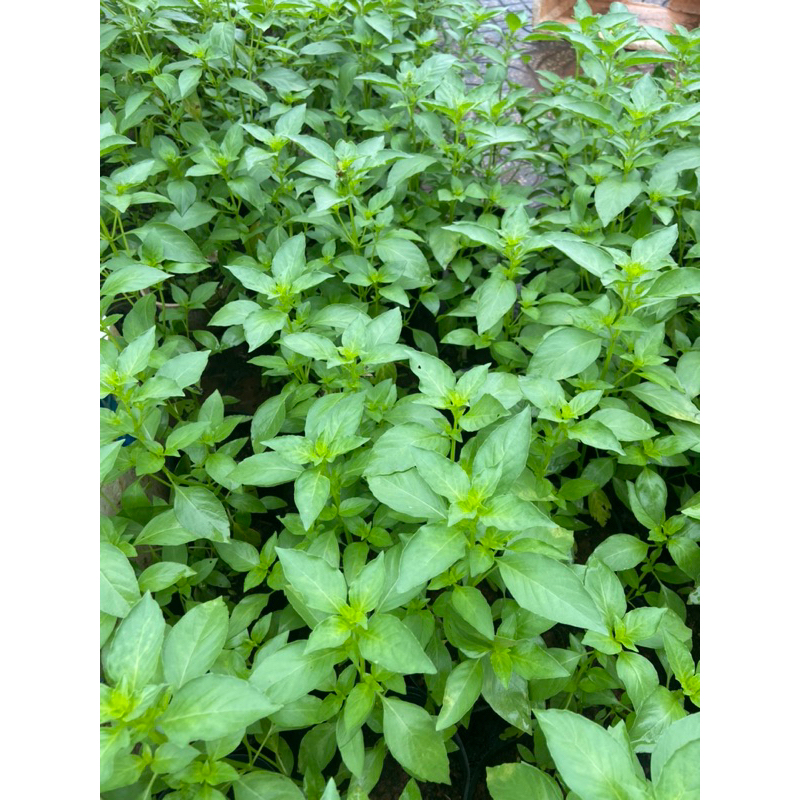 Hạt giống é trắng , rau thơm xả, làm gia vị