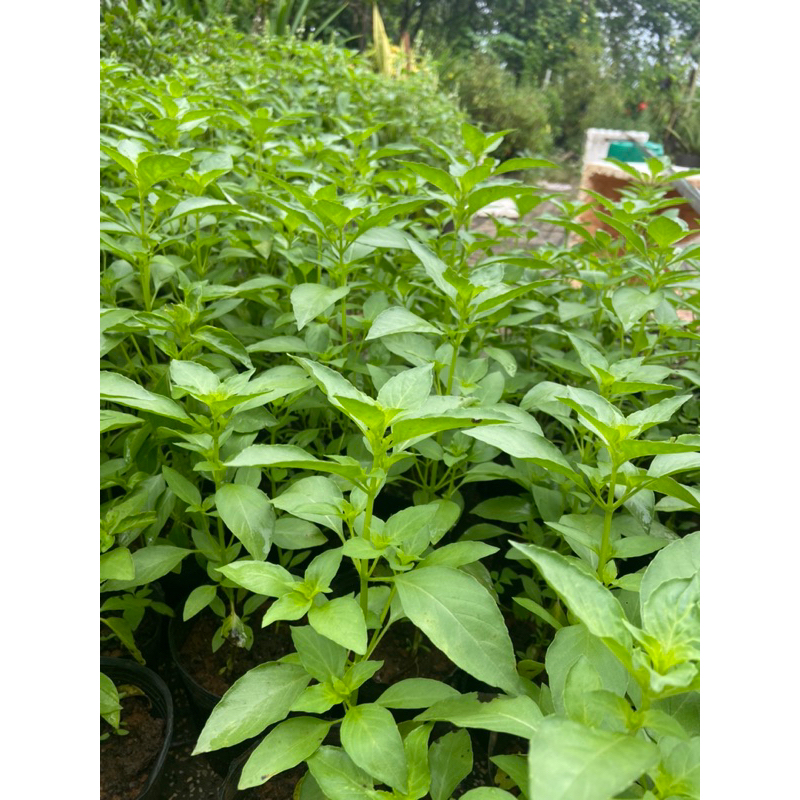 Hạt giống é trắng , rau thơm xả, làm gia vị