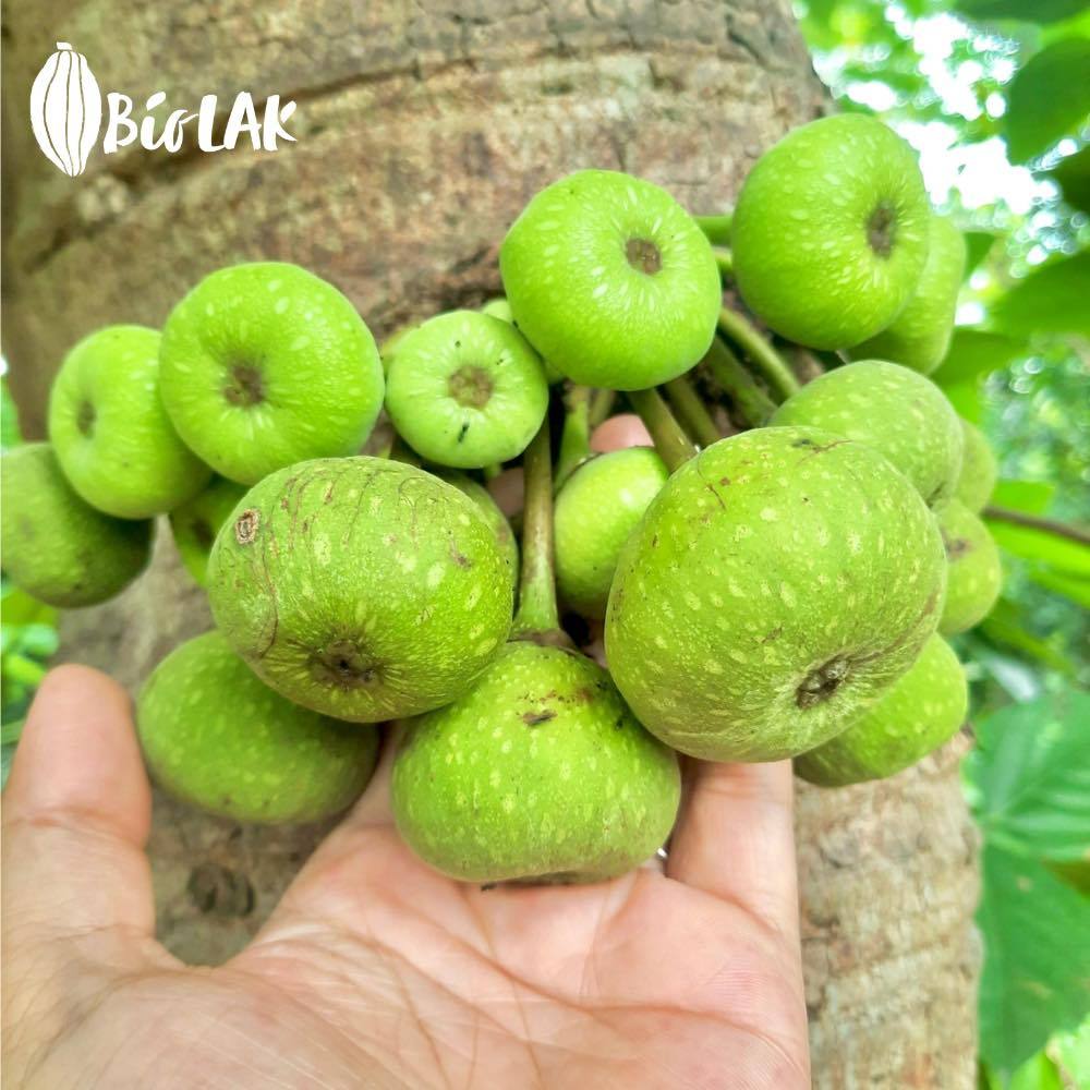 Tẩy tế bào chết cho cơ thể Bio LAK - tía tô và hạt ngõa mật ( Giúp tẩy da chết nhẹ nhàng nhưng Hiệu Quả, giúp Da T