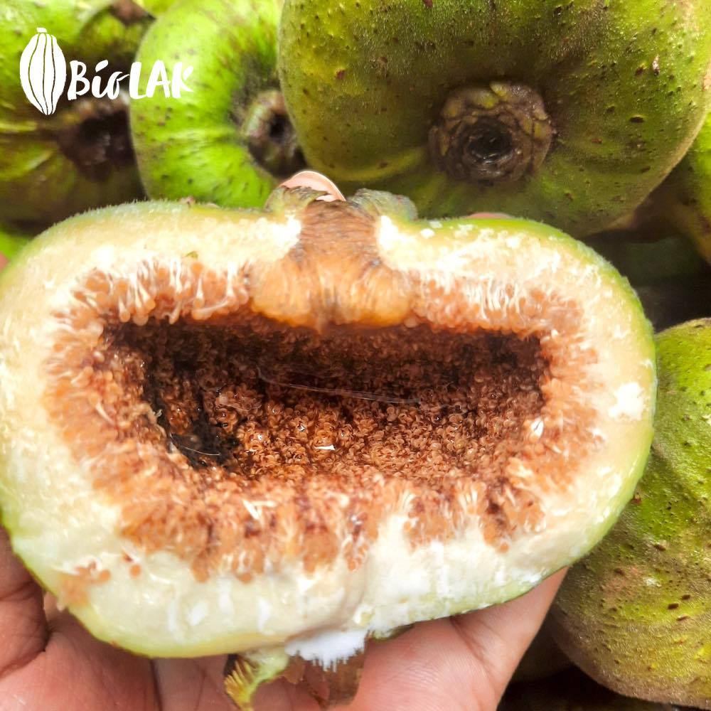 Tẩy tế bào chết cho cơ thể Bio LAK - tía tô và hạt ngõa mật ( Giúp tẩy da chết nhẹ nhàng nhưng Hiệu Quả, giúp Da T