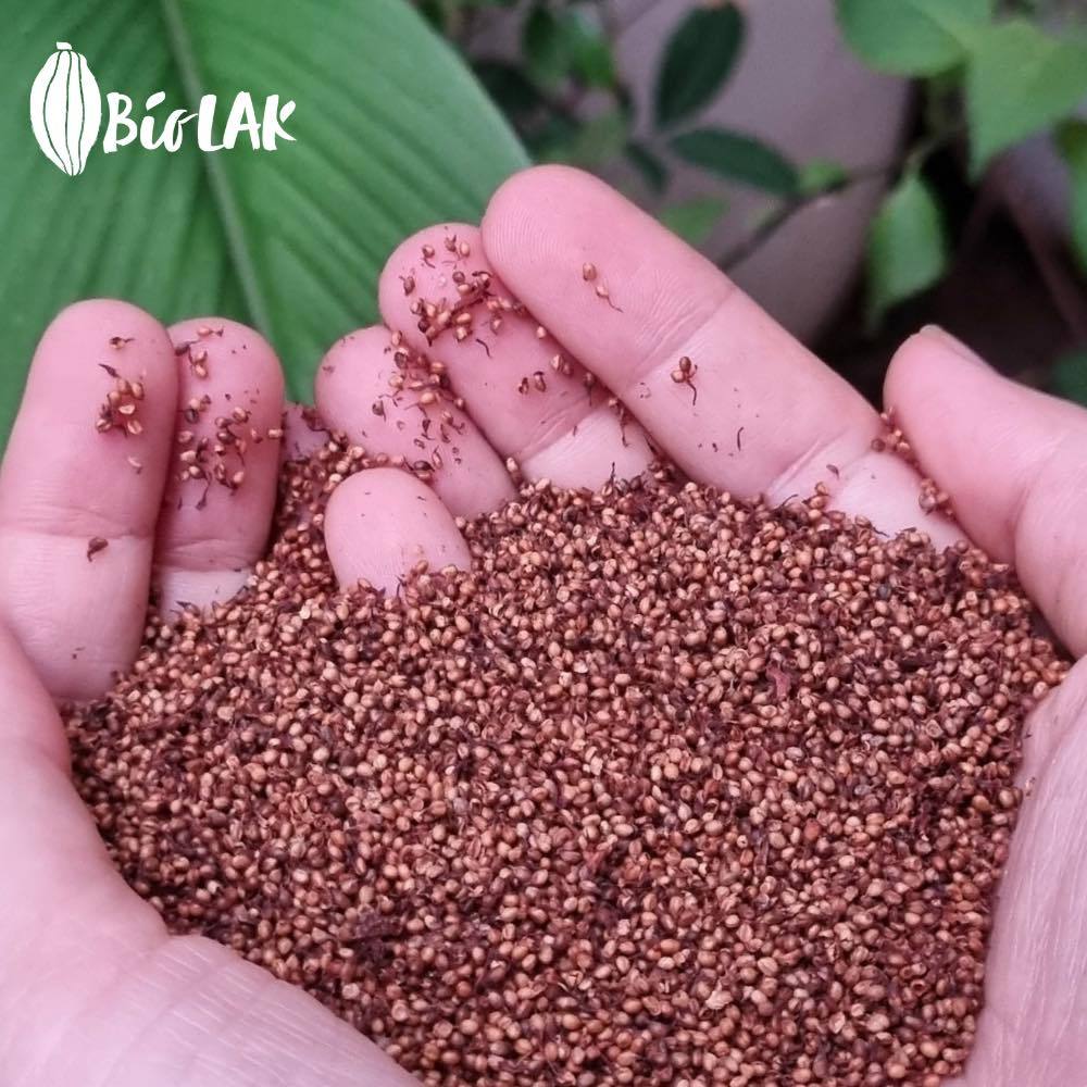 Tẩy tế bào chết cho cơ thể Bio LAK - tía tô và hạt ngõa mật ( Giúp tẩy da chết nhẹ nhàng nhưng Hiệu Quả, giúp Da T