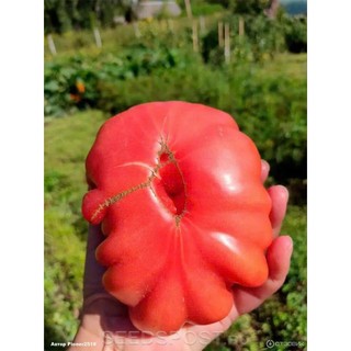 [Hạt giống Nga] Hạt giống cà chua múi Lorena