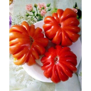 [Hạt giống Nga] Hạt giống cà chua múi Lorena