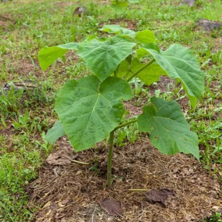 5gram hạt giống cây Hông, tếch lai