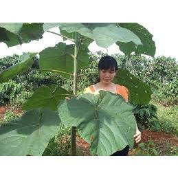 5gram hạt giống cây Hông, tếch lai