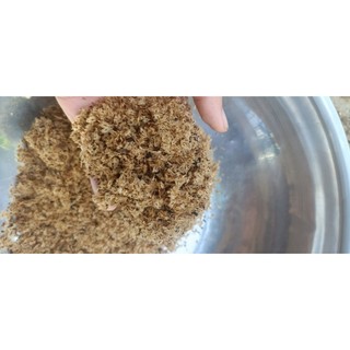 5gram hạt giống cây Hông, tếch lai