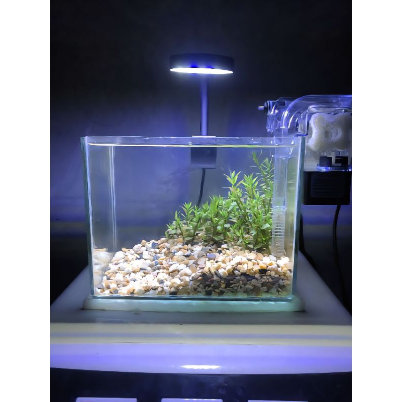 Bể cá mini để bàn thả cá betta và các loại cá cảnh nhỏ, hồ cá mini trọn bộ, kích thước D20xR12xC15cm