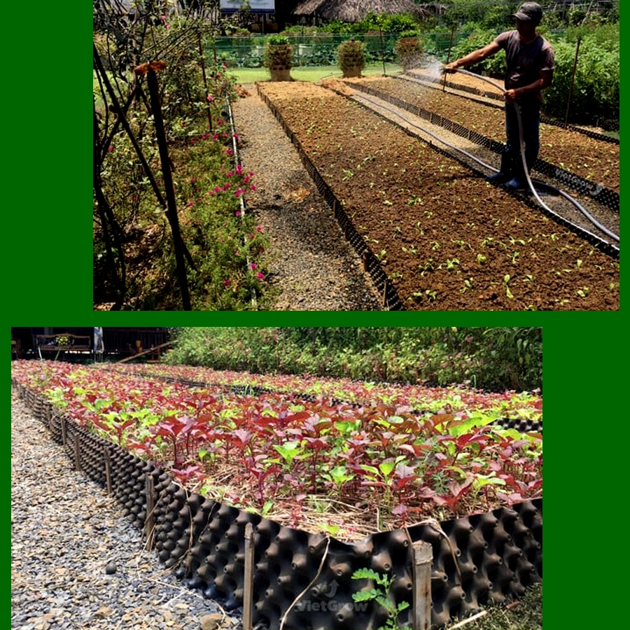 50 MÉT Bầu ươm cây V6 CAO 60CM dày 6mm, cắt theo mét dài khách đặt, tặng ốc vít-77903