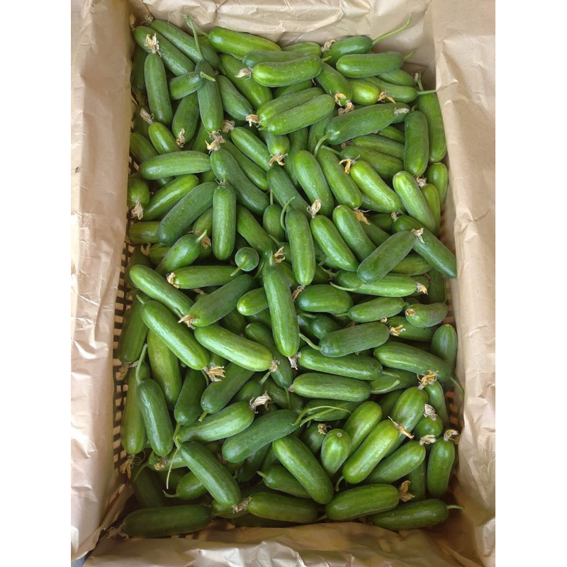 Dưa leo baby Đà Lạt