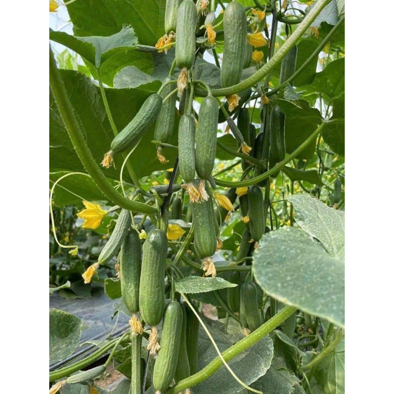 Dưa leo baby Đà Lạt