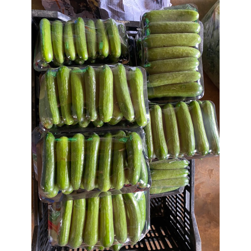 Dưa leo baby Đà Lạt