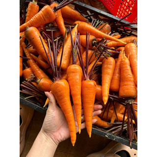 Cà rốt cọng tím ĐÀ LẠT tươi ngon, giàu dinh dưỡng