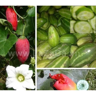 Hạt giống CÂY BÌNH BÁT DÂY BÁT