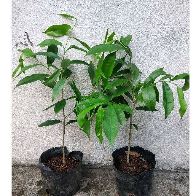 Cây Trầm hương giống