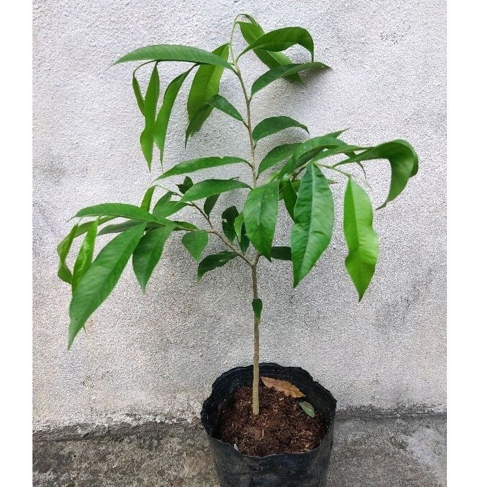Cây Trầm hương giống