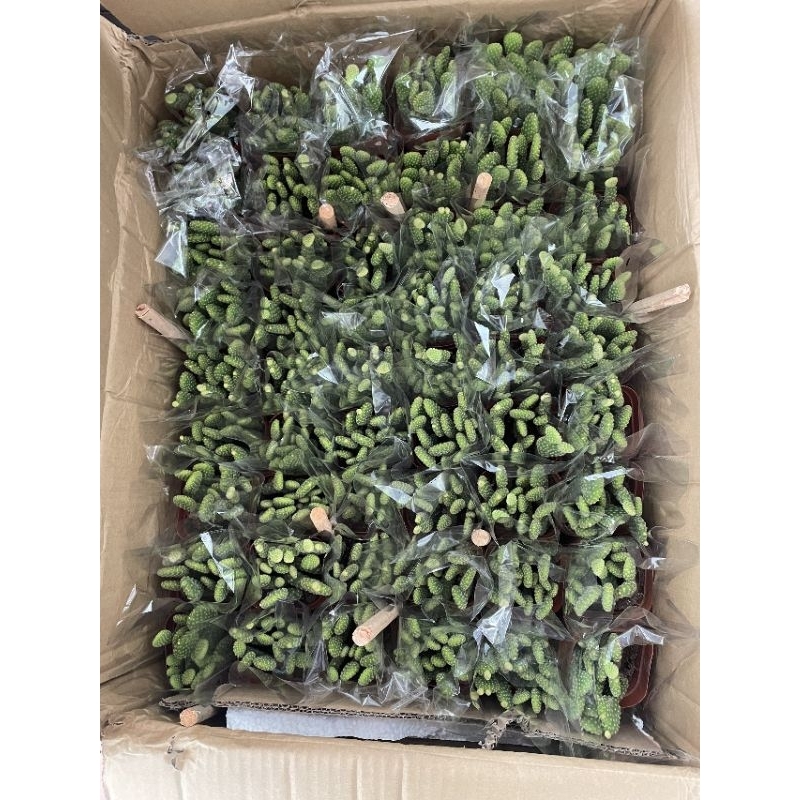 Xương rồng tai thỏ ngắn